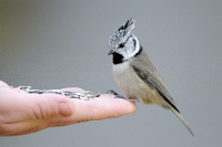 49011 Lophophanes cristatus (Cincia dal ciuffo)